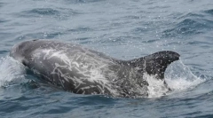 Delfin siva